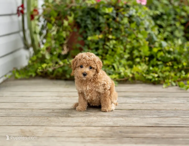 Renita – Poodle - Miniature  puppy for sale in Campbell Hill, IL