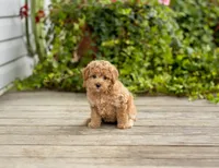 Renita, a female Poodle - Miniature  for sale in Campbell Hill, IL – 1 of 4