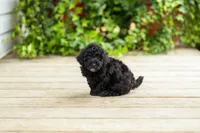 AKC Caitlyn, a female Poodle - Miniature  for sale in Campbell Hill, IL – 3 of 6