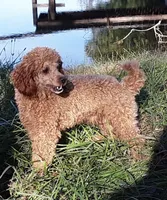 AKC Collin, a male Poodle - Miniature  for sale in Campbell Hill, IL – 4 of 5