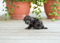 AKC Dinah, a female Poodle - Miniature  for sale in Campbell Hill, IL – Photo 1 of 5