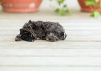 AKC Dinah, a female Poodle - Miniature  for sale in Campbell Hill, IL – Photo 5 of 5