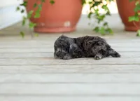 AKC Dinah, a female Poodle - Miniature  for sale in Campbell Hill, IL – Photo 3 of 5