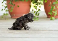 AKC Dinah, a female Poodle - Miniature  for sale in Campbell Hill, IL – Photo 4 of 5