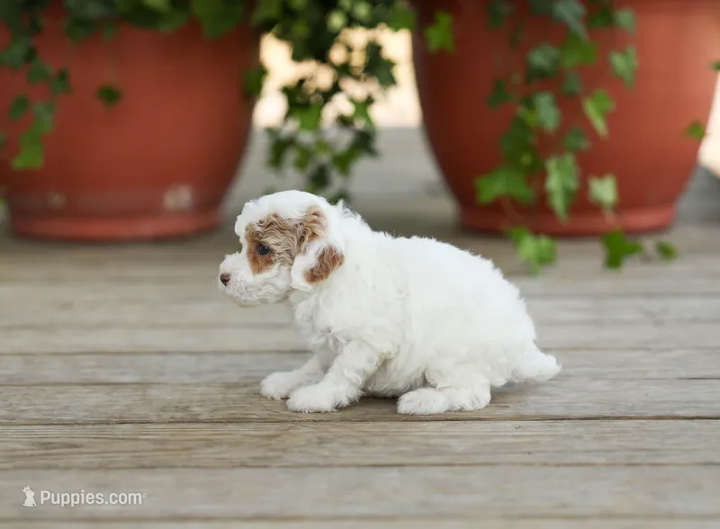 AKC Dasiy – Poodle - Miniature  puppy for sale in Campbell Hill, IL