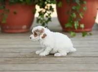 AKC Dasiy, a female Poodle - Miniature  for sale in Campbell Hill, IL – Photo 1 of 4
