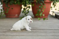 AKC Dasiy, a female Poodle - Miniature  for sale in Campbell Hill, IL – Photo 4 of 4