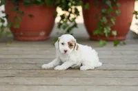 AKC Dasiy, a female Poodle - Miniature  for sale in Campbell Hill, IL – Photo 3 of 4