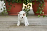 AKC Dasiy, a female Poodle - Miniature  for sale in Campbell Hill, IL – Photo 2 of 4
