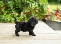 AKC Caitlyn, a female Poodle - Miniature  for sale in Campbell Hill, IL – 2 of 6