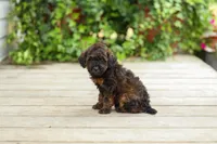 AKC Colby, a male Poodle - Miniature  for sale in Campbell Hill, IL – 2 of 7