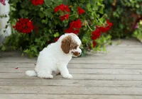 AKC Walker, a male Poodle - Miniature  for sale in Campbell Hill, IL – 3 of 5