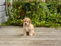 AKC Roscoe, a male Poodle - Miniature  for sale in Campbell Hill, IL – 5 of 5