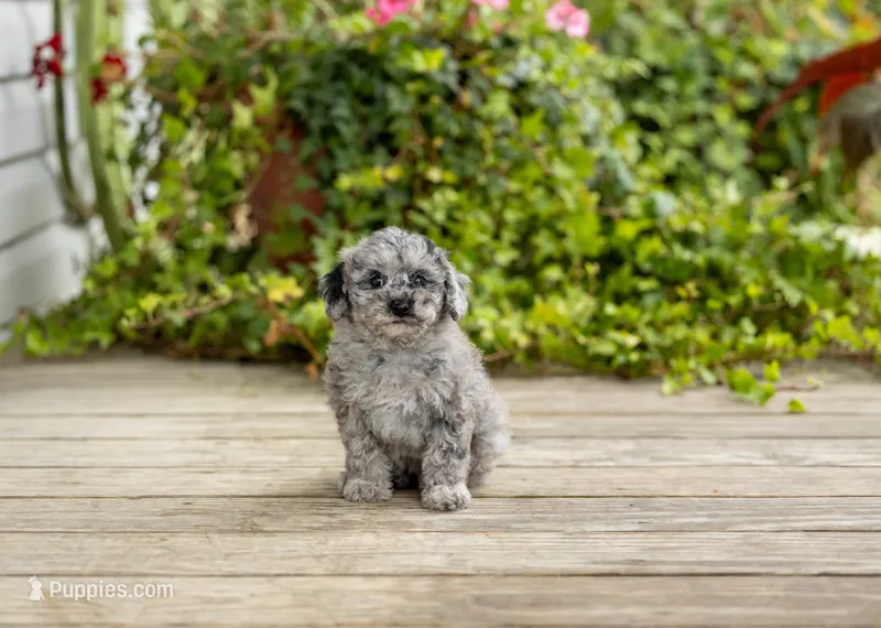 AKC Riley – Poodle - Miniature  puppy for sale in Campbell Hill, IL