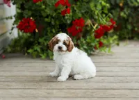 AKC Walwyn, a male Poodle - Miniature  for sale in Campbell Hill, IL – 3 of 4
