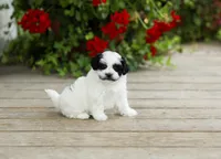 Yvonne, a female Shihpoo for sale in Campbell Hill, IL – 2 of 4