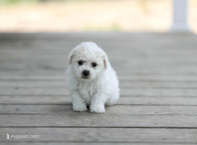 AKC Gordon – Bichon Frise puppy for sale in Campbell Hill, IL