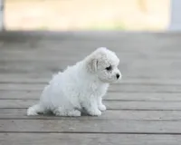 AKC Gordon, a male Bichon Frise for sale in Campbell Hill, IL – Photo 3 of 3