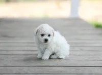 AKC Gordon, a male Bichon Frise for sale in Campbell Hill, IL – Photo 2 of 3