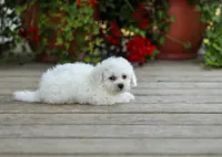AKC Victor, a male Bichon Frise for sale in Campbell Hill, IL – 2 of 3