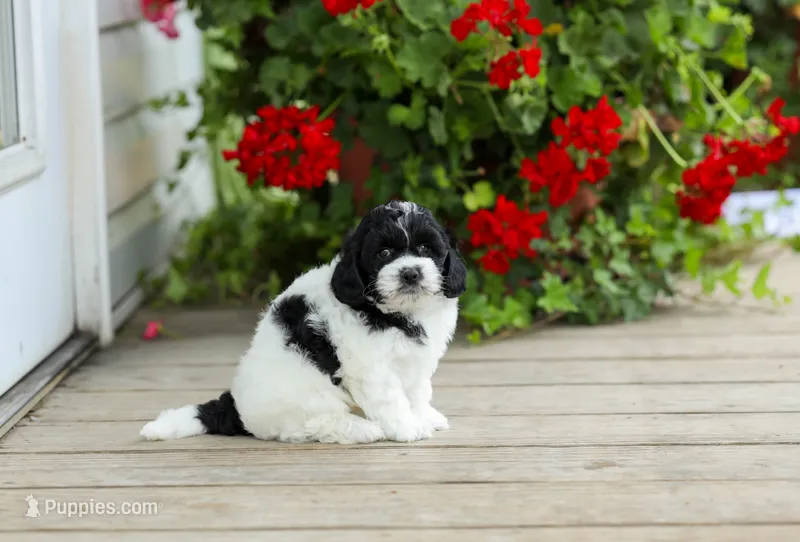 Yorick – Shihpoo puppy for sale in Campbell Hill, IL