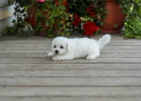 AKC Virgil, a male Bichon Frise for sale in Campbell Hill, IL – 5 of 5