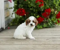 AKC Walwyn, a male Poodle - Miniature  for sale in Campbell Hill, IL – 2 of 4