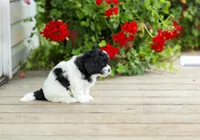 Yorick, a male Shihpoo for sale in Campbell Hill, IL – 3 of 5