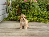 AKC Roscoe, a male Poodle - Miniature  for sale in Campbell Hill, IL – 3 of 5