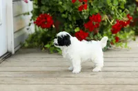 Yvonne, a female Shihpoo for sale in Campbell Hill, IL – 3 of 4