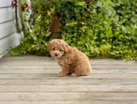 Renita, a female Poodle - Miniature  for sale in Campbell Hill, IL – 4 of 4