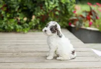 AKC Collin, a male Poodle - Miniature  for sale in Campbell Hill, IL – 3 of 5