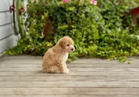AKC Roscoe, a male Poodle - Miniature  for sale in Campbell Hill, IL – 2 of 5