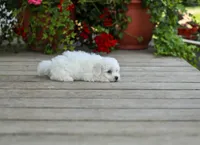 AKC Virgil, a male Bichon Frise for sale in Campbell Hill, IL – 2 of 5
