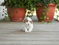 AKC Drusilla, a female Poodle - Miniature  for sale in Campbell Hill, IL – Photo 2 of 3