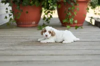 AKC Drusilla, a female Poodle - Miniature  for sale in Campbell Hill, IL – Photo 1 of 3