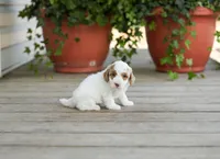 AKC Drusilla, a female Poodle - Miniature  for sale in Campbell Hill, IL – Photo 3 of 3