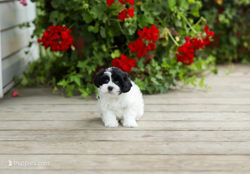 Yvette – Shihpoo puppy for sale in Campbell Hill, IL