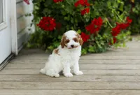 AKC Wyatt, a male Poodle - Miniature  for sale in Campbell Hill, IL – 4 of 4