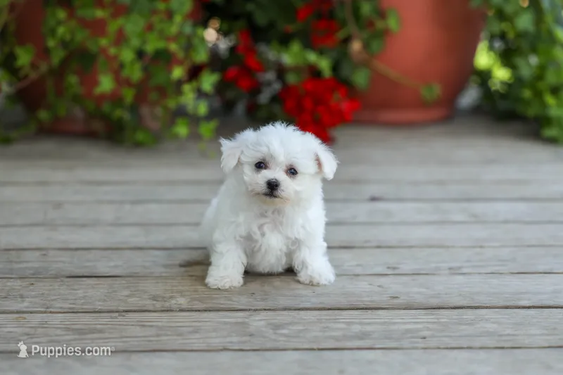 AKC Vicky – Bichon Frise puppy for sale in Campbell Hill, IL