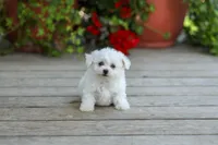 AKC Vicky, a female Bichon Frise for sale in Campbell Hill, IL – 1 of 4