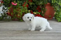 AKC Verna, a female Bichon Frise for sale in Campbell Hill, IL – 2 of 3