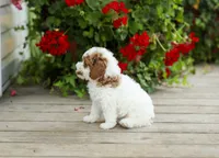 AKC Walker, a male Poodle - Miniature  for sale in Campbell Hill, IL – 5 of 5