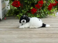 Yorick, a male Shihpoo for sale in Campbell Hill, IL – 5 of 5