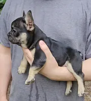 Butch, a male French Bulldog for sale in Troy, NC – 2 of 2