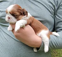 Tonya, a female Shih Tzu for sale in Troy, NC – 3 of 3