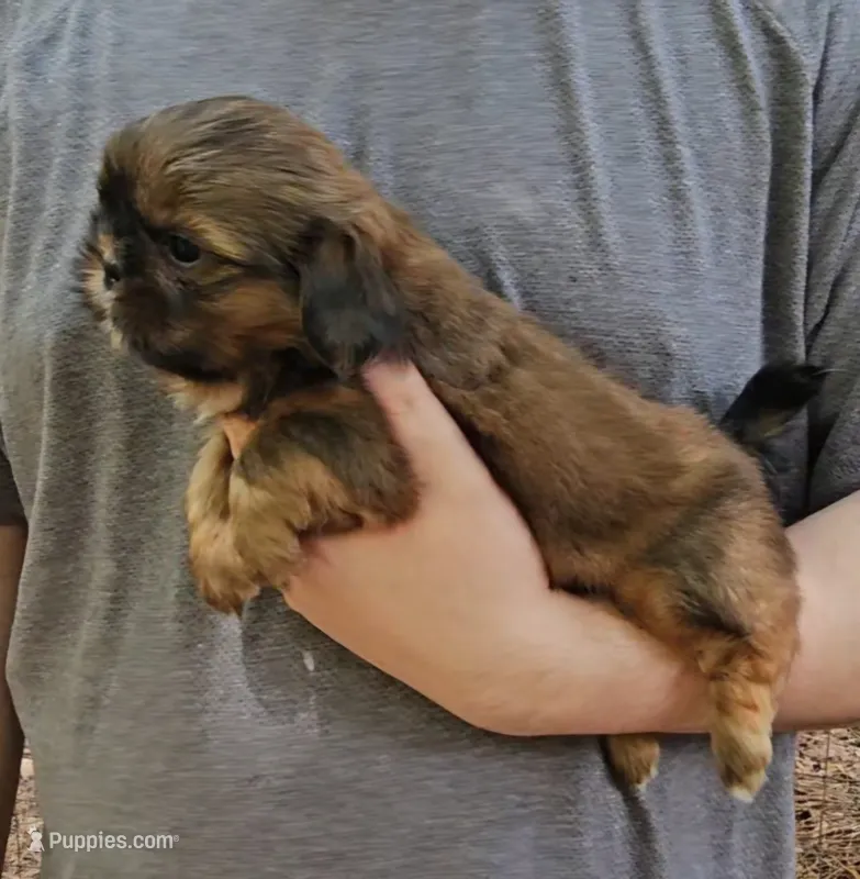 Buddy – Shih Tzu puppy for sale in Troy, NC