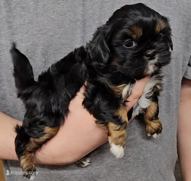 Buttons  – Shih Tzu puppy for sale in Troy, NC