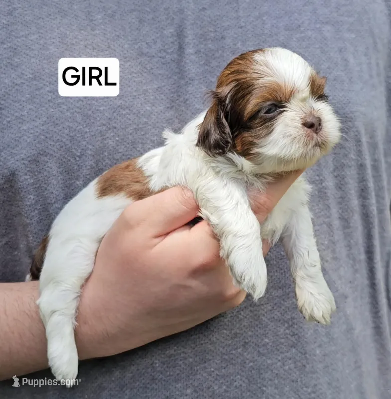 Bonnie, a female Shih Tzu for sale in Troy, NC – Photo 1 of 4