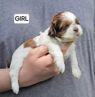 Bonnie, a female Shih Tzu for sale in Troy, NC – Photo 1 of 4